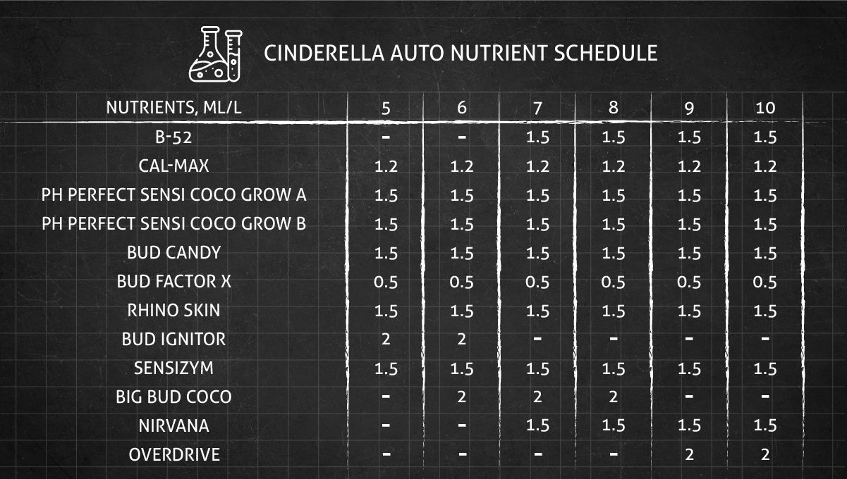 Cinderella Auto cannabis strain: feeding chart for the flowering stage Cinderella Auto cannabis strain: feeding chart for the flowering stage