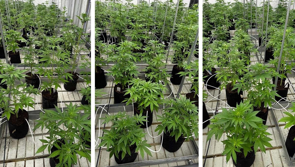 cov76.jpg Defoliation