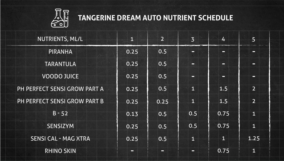 Tangerine Dream Auto cannabis strain: feeding chart for the vegetative stage