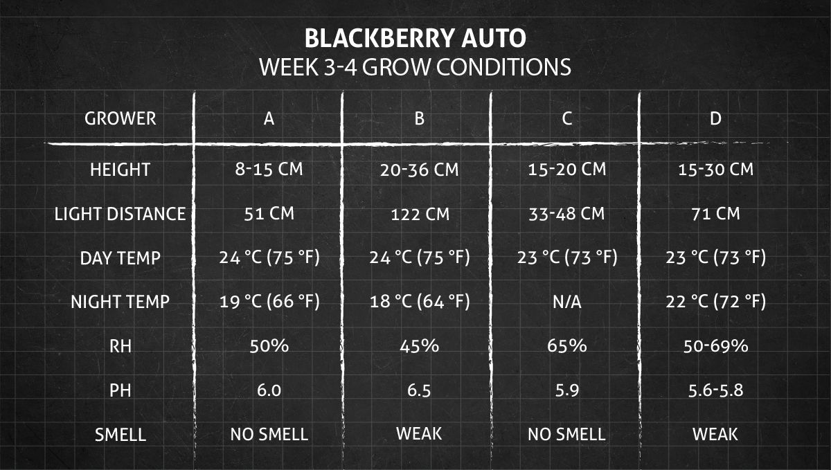 Blackberry Auto cannabis strain: weeks 3-4 grow conditions