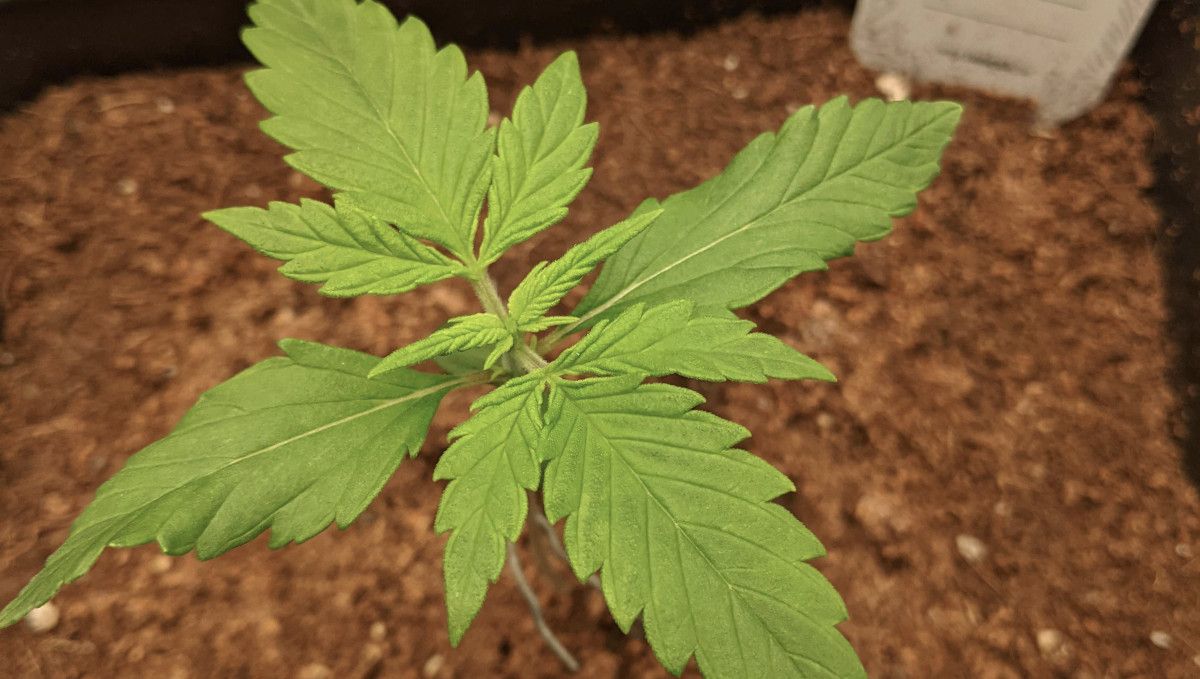 Tropicana Cookies Auto cannabis strain: early veg | week 2 | a two-week-old autoflower grown in coco coir Tropicana Cookies Auto cannabis strain: early veg | week 2 | a two-week-old autoflower grown in coco coir