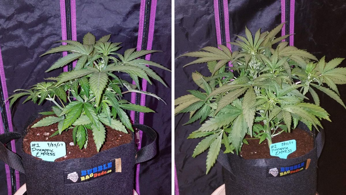 Pineapple Express Auto cannabis strain: mid veg | weeks 3-4 | a compact, bushy autoflower in a grow bag filled with coco coir Pineapple Express Auto cannabis strain: mid veg | weeks 3-4 | a compact, bushy autoflower in a grow bag filled with coco coir