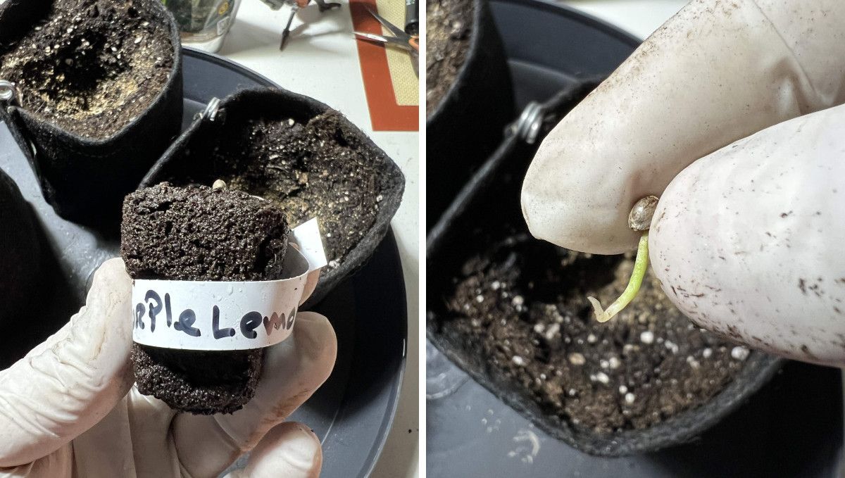 Purple Lemonade FF cannabis strain: germination and seedling stage | week 1 | seeds transferred from soil plugs into final pots Purple Lemonade FF cannabis strain: germination and seedling stage | week 1 | seeds transferred from soil plugs into final pots