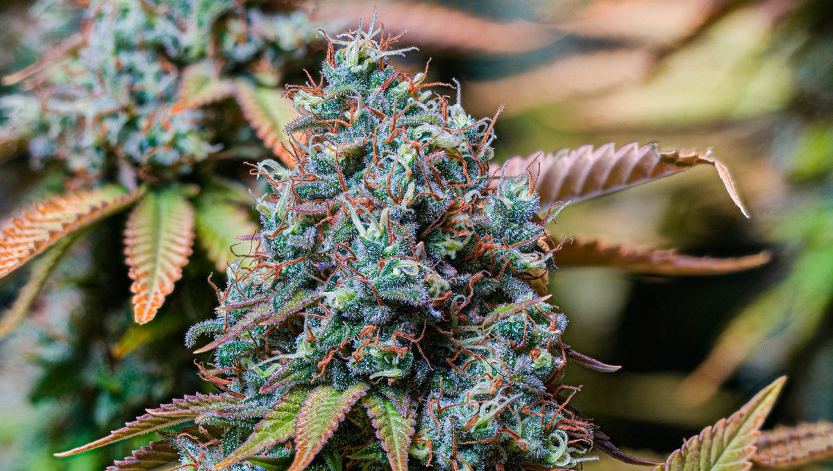15 Best Strains for Male Arousal in 2022: Sour Diesel