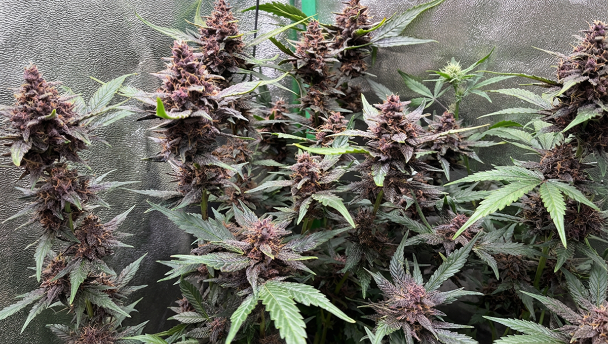 Purple bushiness of Lemon Cherry Cookies, winning shot by @SledgeHammer78.