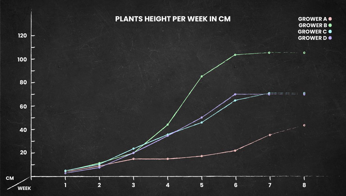 Mimosa Cake Auto cannabis strain: height chart for the whole life cycle Mimosa Cake Auto cannabis strain: height chart for the whole life cycle
