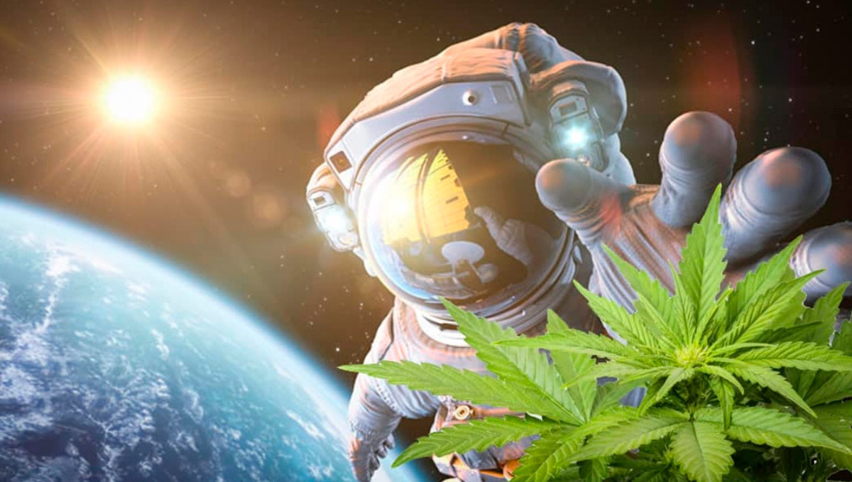 Space Weed Could be the Way of the Future, Ex-Astronaut Says: A collage of an astronaut is space suit floating in the Earth's orbit and trying to grab a cannabis branch