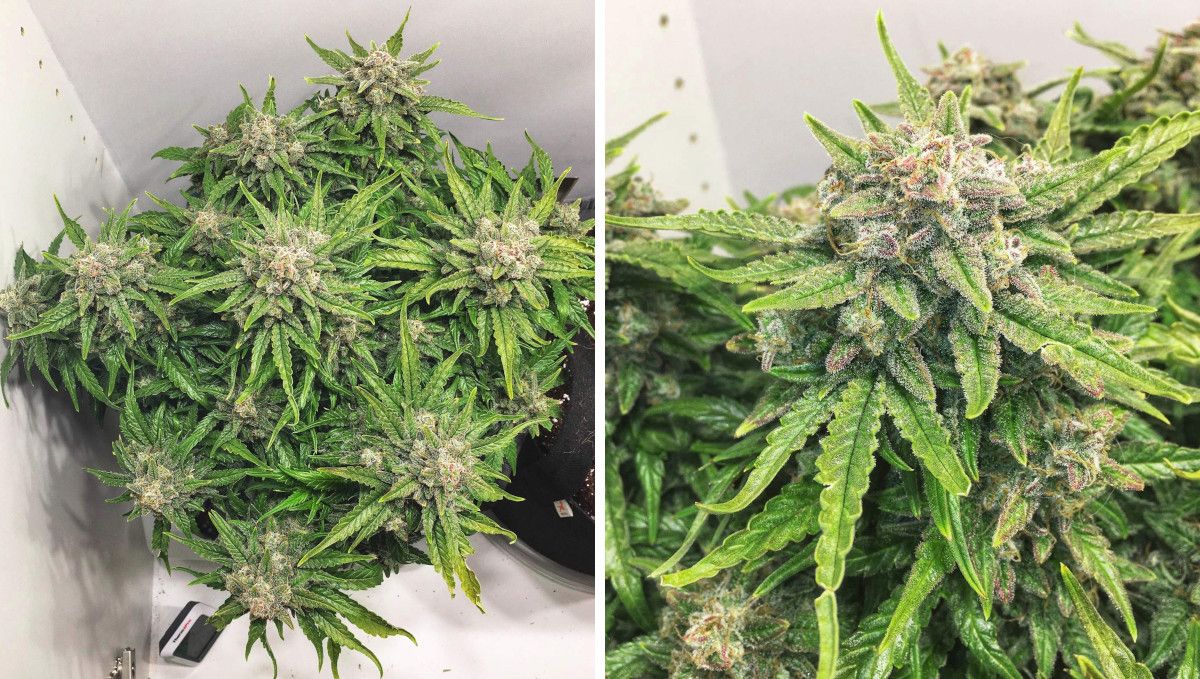 Californian Snow Auto cannabis strain: ripening and harvest | weeks 10 | a compact indoor weed plant and its super dense flowers