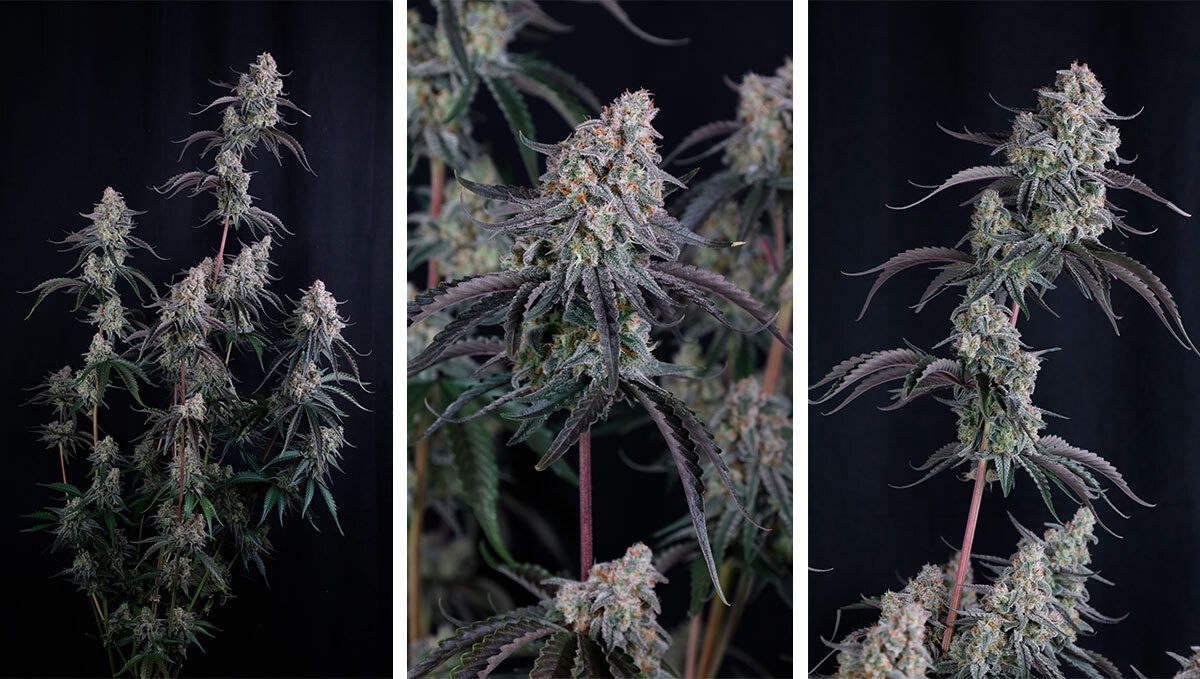Pineapple OG