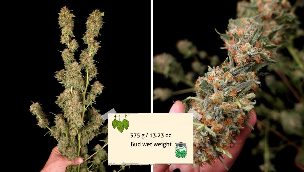Wedding Cheesecake FF cannabis strain: yield | a grower's hands holding branches covered in long trimmed colas Wedding Cheesecake FF cannabis strain: yield | a grower's hands holding branches covered in long trimmed colas