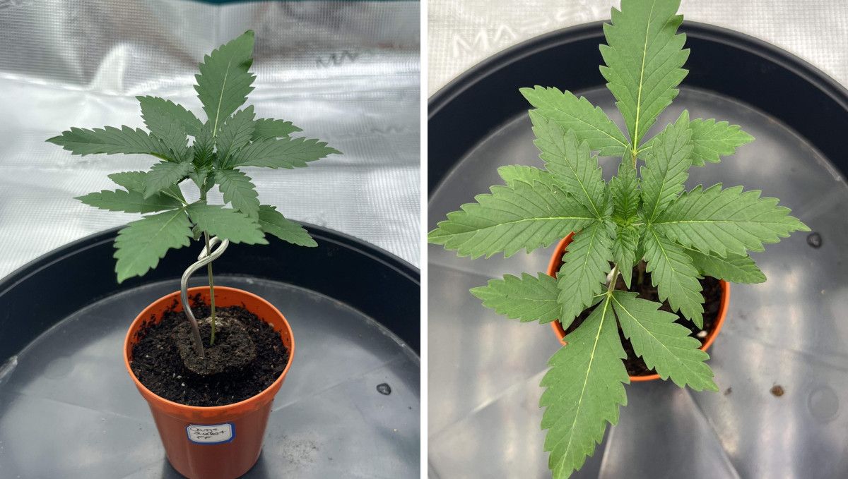 Orange Sherbet FF cannabis strain: early veg | week 2 | a stretchy seedling supported by a wire in a small pot Orange Sherbet FF cannabis strain: early veg | week 2 | a stretchy seedling supported by a wire in a small pot