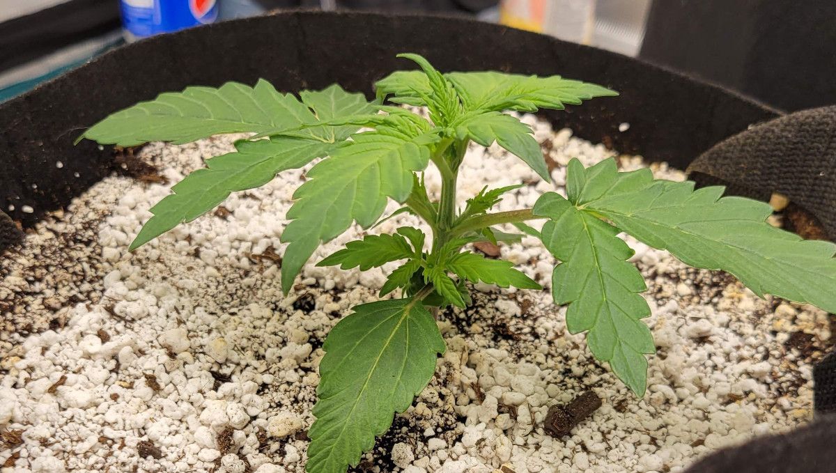 Mimosa Cake Auto cannabis strain: early veg | week 2 | a young indoor weed plant growing in a pot with a lot of perlite Mimosa Cake Auto cannabis strain: early veg | week 2 | a young indoor weed plant growing in a pot with a lot of perlite