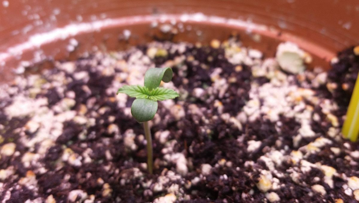 Mexican Airlines Auto cannabis strain: germination and seedling stage | week 1 | a tiny seedling in a medium-sized pot