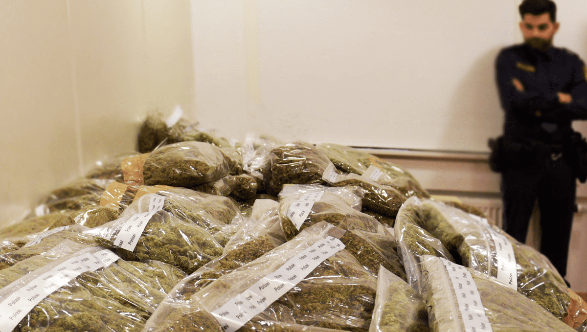 India: Rats Blamed for 400 Pounds of Weed Missing from Evidence Locker: A uniformed police officer guarding plastic bags with marijuana in an otherwise empty room