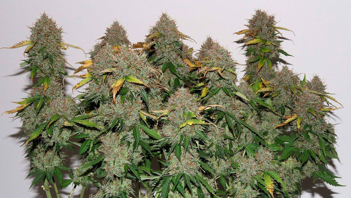 Die 5 besten Hybrid-Autoflowering-Sorten: Gorilla Glue Auto