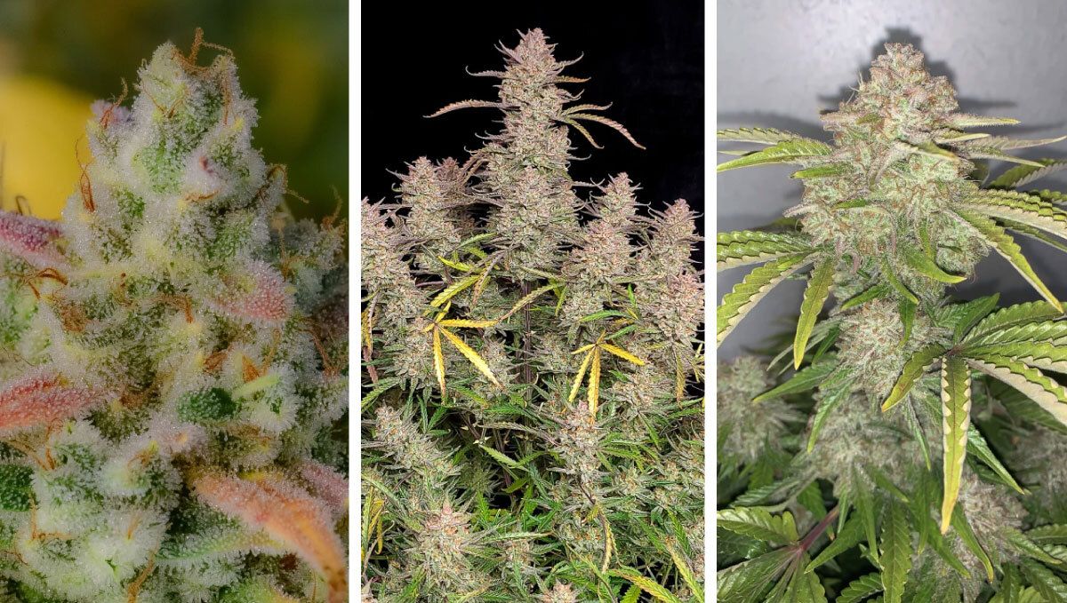 Collage (12).jpg Gelato Auto
