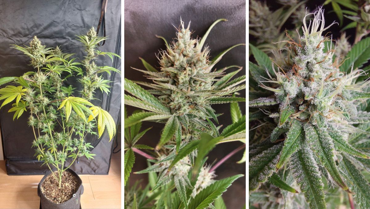 Purple Lemonade FF cannabis strain: ripening and harvest | weeks 12 | a medium-sized plant with yellowing fan leaves and buds covered in white pistils Purple Lemonade FF cannabis strain: ripening and harvest | weeks 12 | a medium-sized plant with yellowing fan leaves and buds covered in white pistils