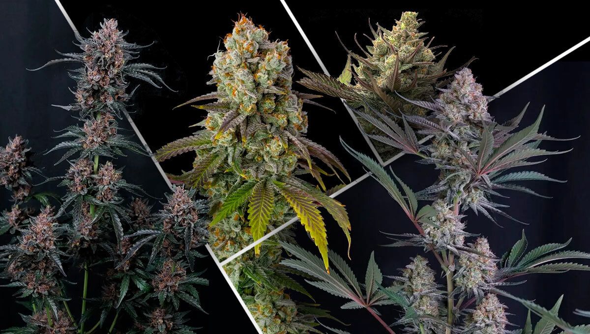 What Makes an Indoor Strain Great? What Makes an Indoor Strain Great?