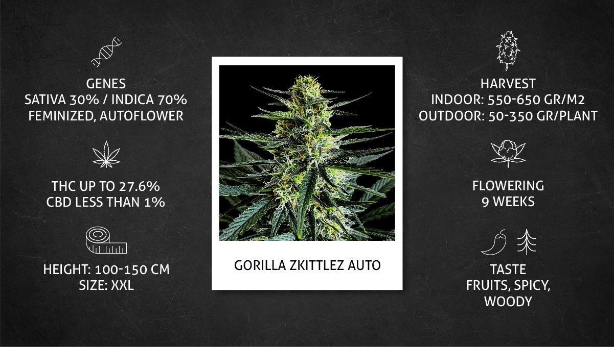 Gorilla Z Auto cannabis strain: data sheet