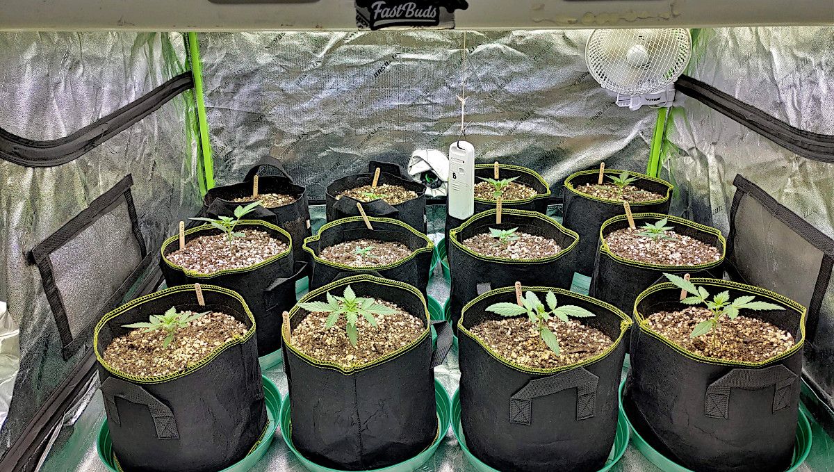 Forbidden Runtz Auto Cannabis Strain Week-by-Week Guide: 12 young autoflowers cultivated SOG-style in a tent in fabric pots Forbidden Runtz Auto Cannabis Strain Week-by-Week Guide: 12 young autoflowers cultivated SOG-style in a tent in fabric pots