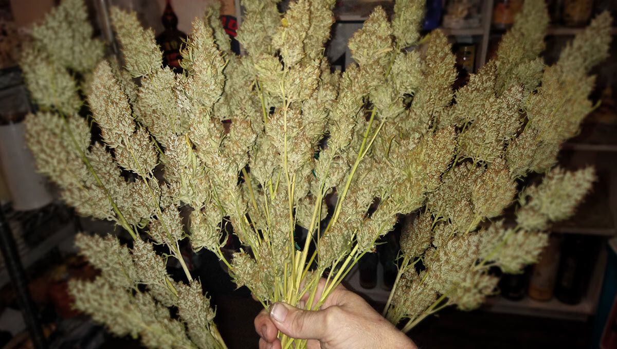 205.jpg Gorilla Cookies