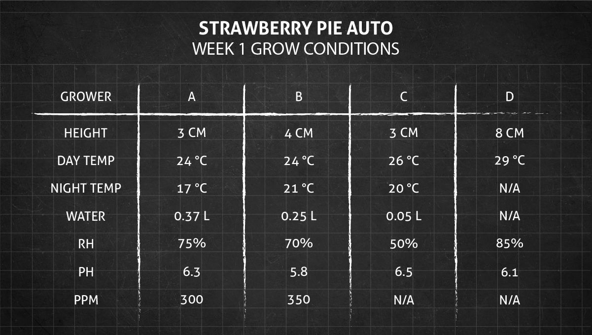 Strawberry Pie Auto Cannabis Strain Week-by-Week Guide: Week 1 grow conditions Strawberry Pie Auto Cannabis Strain Week-by-Week Guide: Week 1 grow conditions