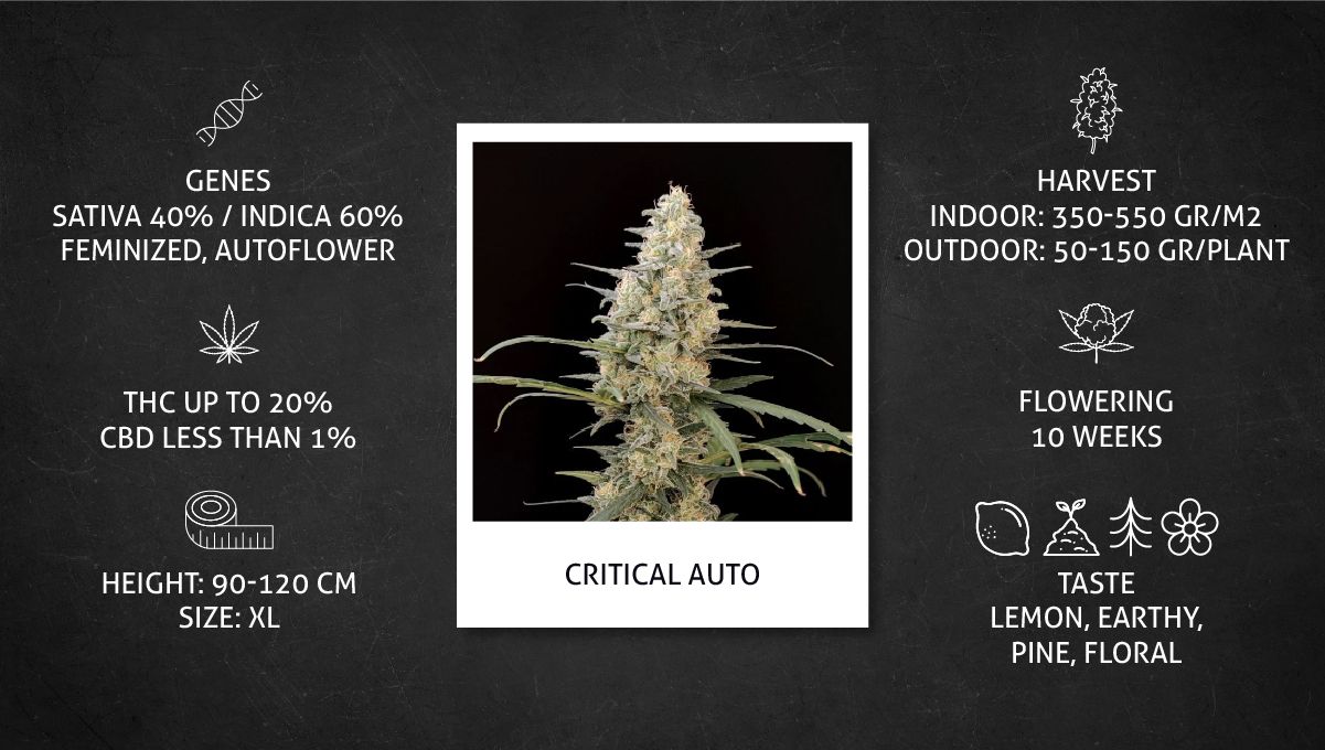 Critical Auto Cannabis Strain Week-by-Week Guide: Datasheet