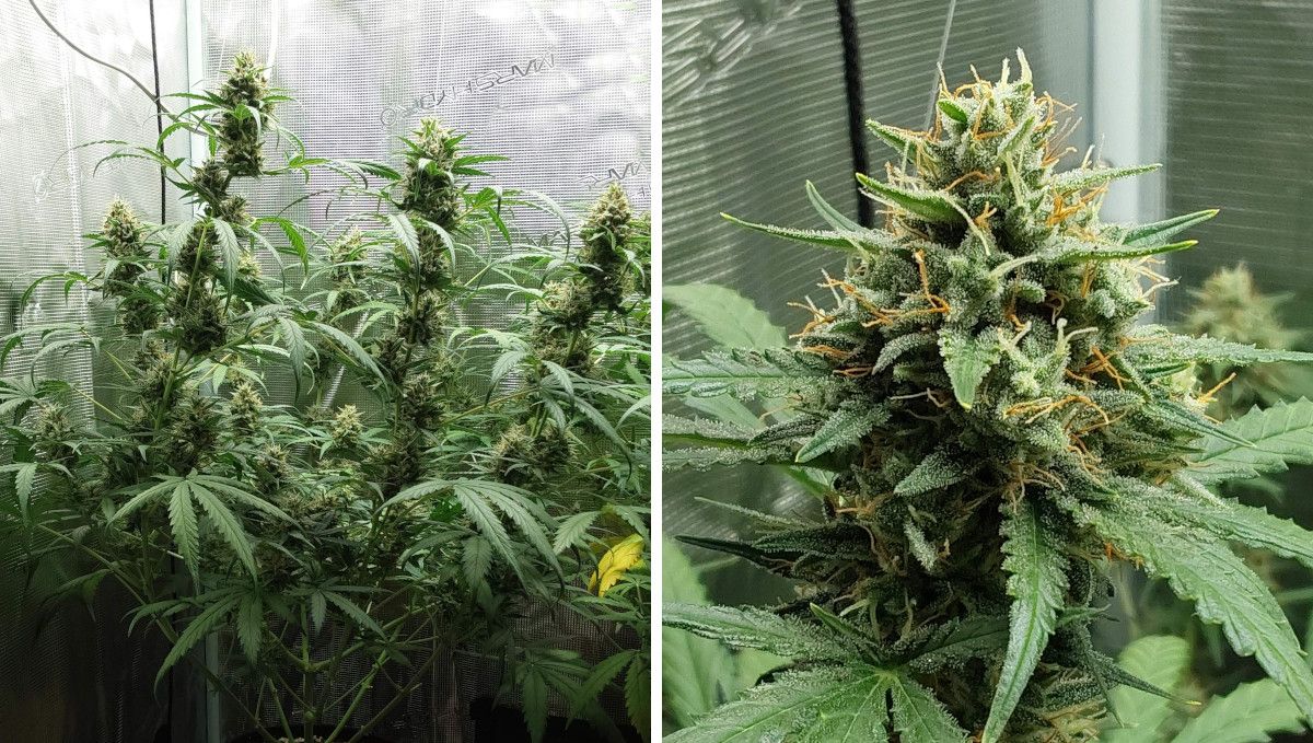 Mimosa Cake Auto cannabis strain: mid flower (bulk phase) | weeks 8-9 | a side view of a marijuana autoflower in a grow tent and a closer shot of its maturing bud Mimosa Cake Auto cannabis strain: mid flower (bulk phase) | weeks 8-9 | a side view of a marijuana autoflower in a grow tent and a closer shot of its maturing bud