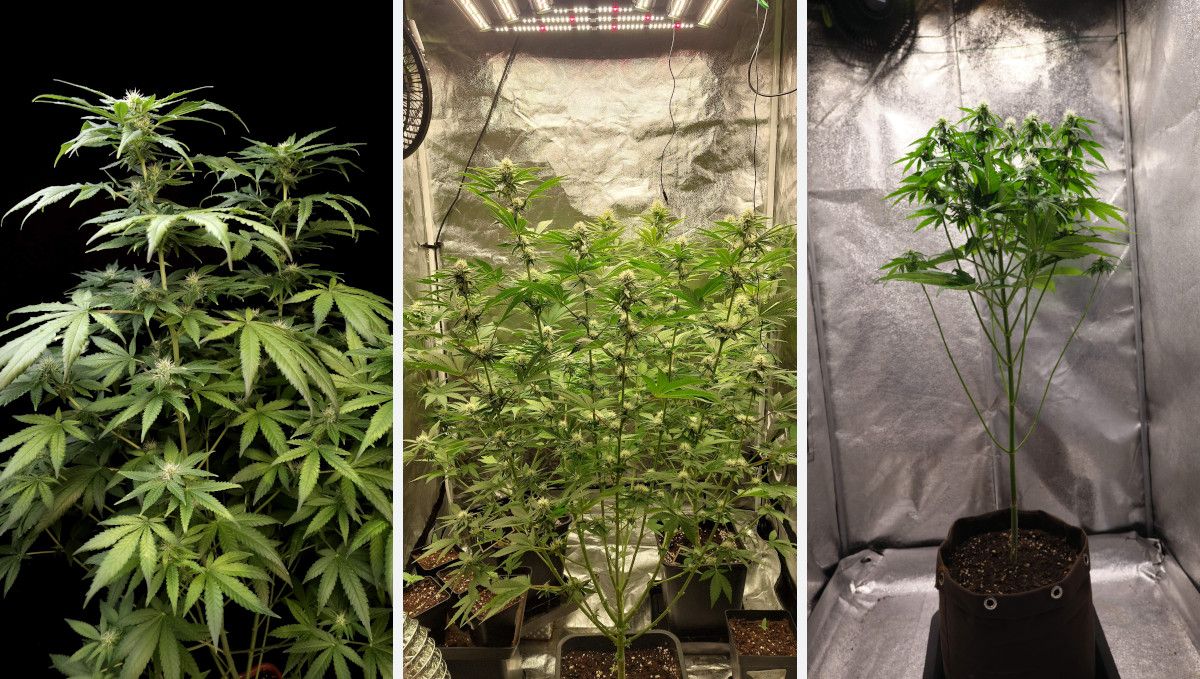 Orange Sherbet FF cannabis strain: early flower | weeks 8-9 | three different plants showcasing different amount of stretch in flower Orange Sherbet FF cannabis strain: early flower | weeks 8-9 | three different plants showcasing different amount of stretch in flower