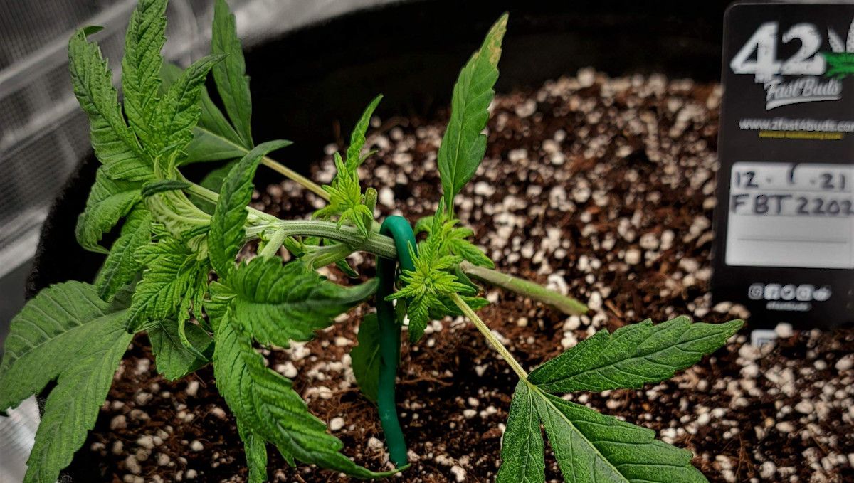 Banana Purple Punch Auto Cannabissorte: Nährstoffplan für die Wachstumsphase Banana Purple Punch Auto Cannabissorte: Nährstoffplan für die Wachstumsphase