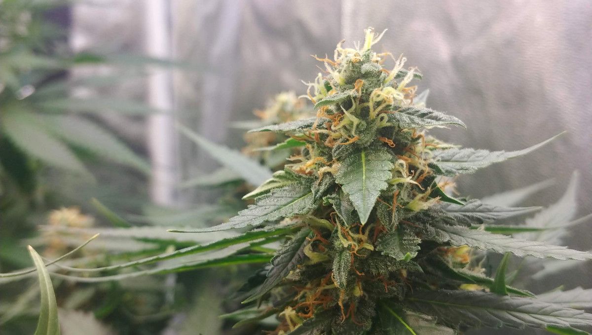 Auto Mazar cannabis strain: mid flower (bulk phase) | weeks 8-9 | a closeup of a relatively tight and moderately resinous bud