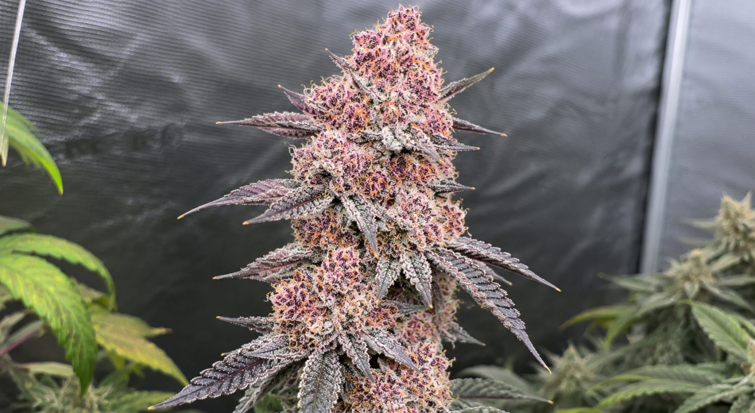 Semana 10 - Etapa de floración Semana 10 - Etapa de floración