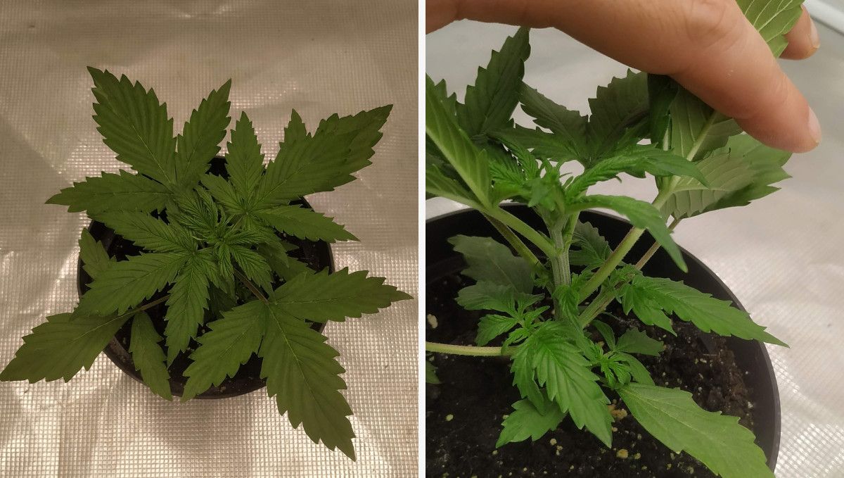 Blueberry Cheese Auto cannabis strain: early veg | week 2