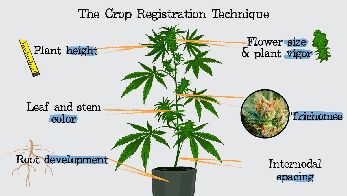 Regulate cannabis growth with crop steering: crop registration
