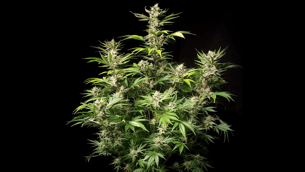 Top 5 der besten Outdoor-Autoflower-Sorten: Amnesia Z Auto