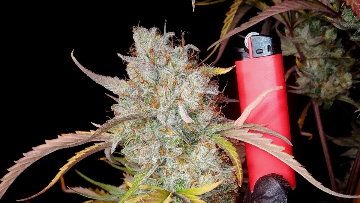 Strawberry Gorilla Auto Cannabissorte: Reifung und Ernte | Woche 10+ | Die Blüten sind bereit für die Ernte. Strawberry Gorilla Auto Cannabissorte: Reifung und Ernte | Woche 10+ | Die Blüten sind bereit für die Ernte.