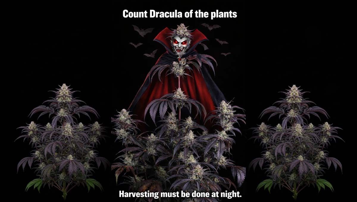 Dracula