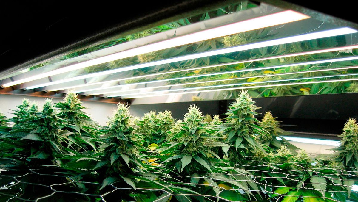 Can you grow autoflowers with CFLs: the advantages of fluorescent lights