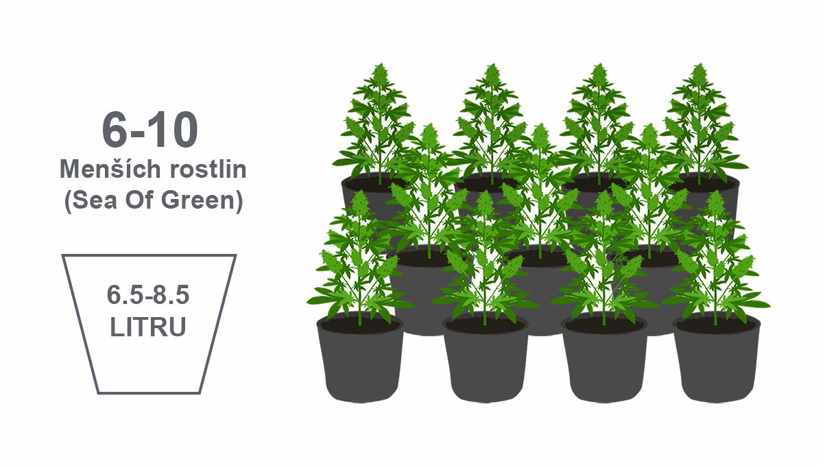 Nejlepší velikost květináče pro samonakvétací rostliny: menší rostliny