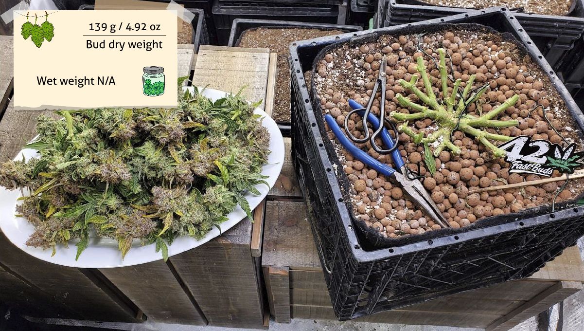 Purple Punch Auto Cannabis Strain Week-by-Week Guide: A bunch of cut but untrimmed buds on a tray next to the container with the plant stump