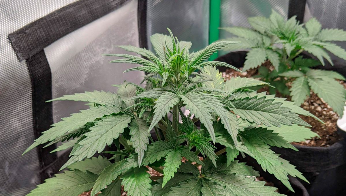 Cream cookies auto strain history: how to grow the cream cookies auto Cream cookies auto strain history: how to grow the cream cookies auto