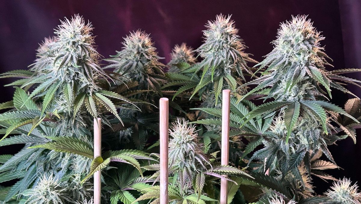 Orange Sherbet FF cannabis strain: mid flower (bulk phase) | weeks 10-11 | a lot of dense looking crystally but still immature tops Orange Sherbet FF cannabis strain: mid flower (bulk phase) | weeks 10-11 | a lot of dense looking crystally but still immature tops