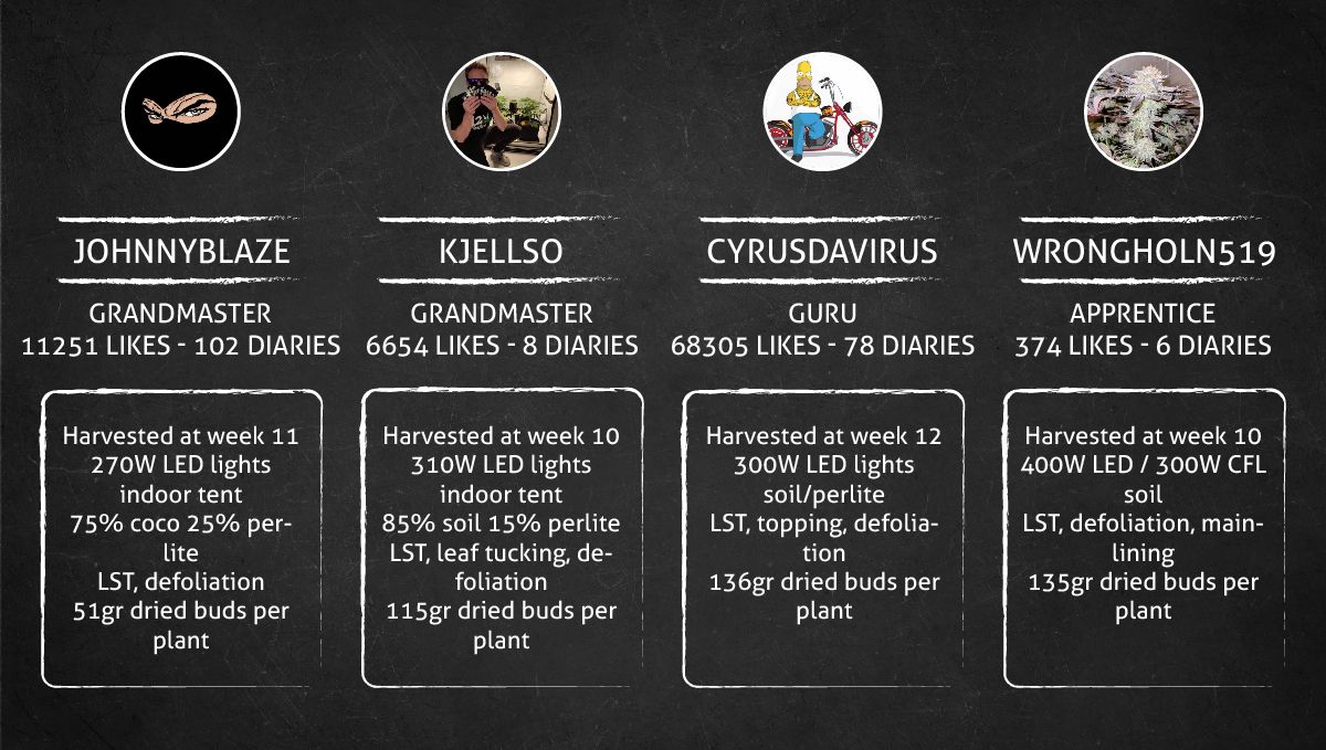 Mimosa Cake Auto cannabis strain: outcome Mimosa Cake Auto cannabis strain: outcome