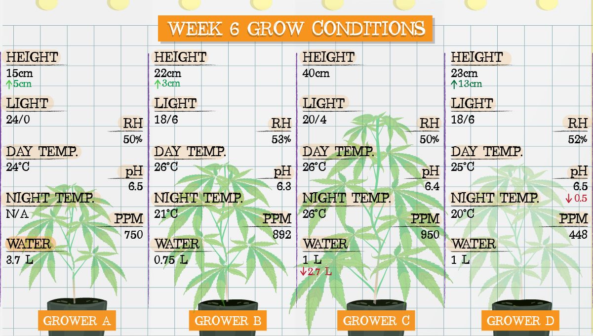 Gelato Auto Cannabis Strain Week-by-Week Guide: Grow conditions in week 6 Gelato Auto Cannabis Strain Week-by-Week Guide: Grow conditions in week 6