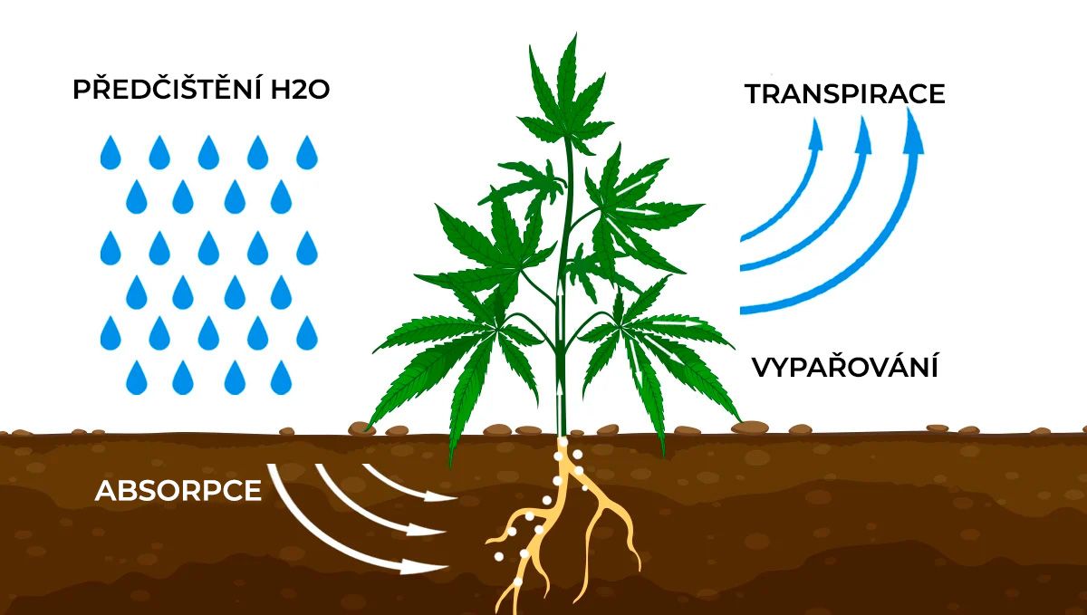 Zvýšení výnosů konopí pomocí CO2: transpirace Zvýšení výnosů konopí pomocí CO2: transpirace
