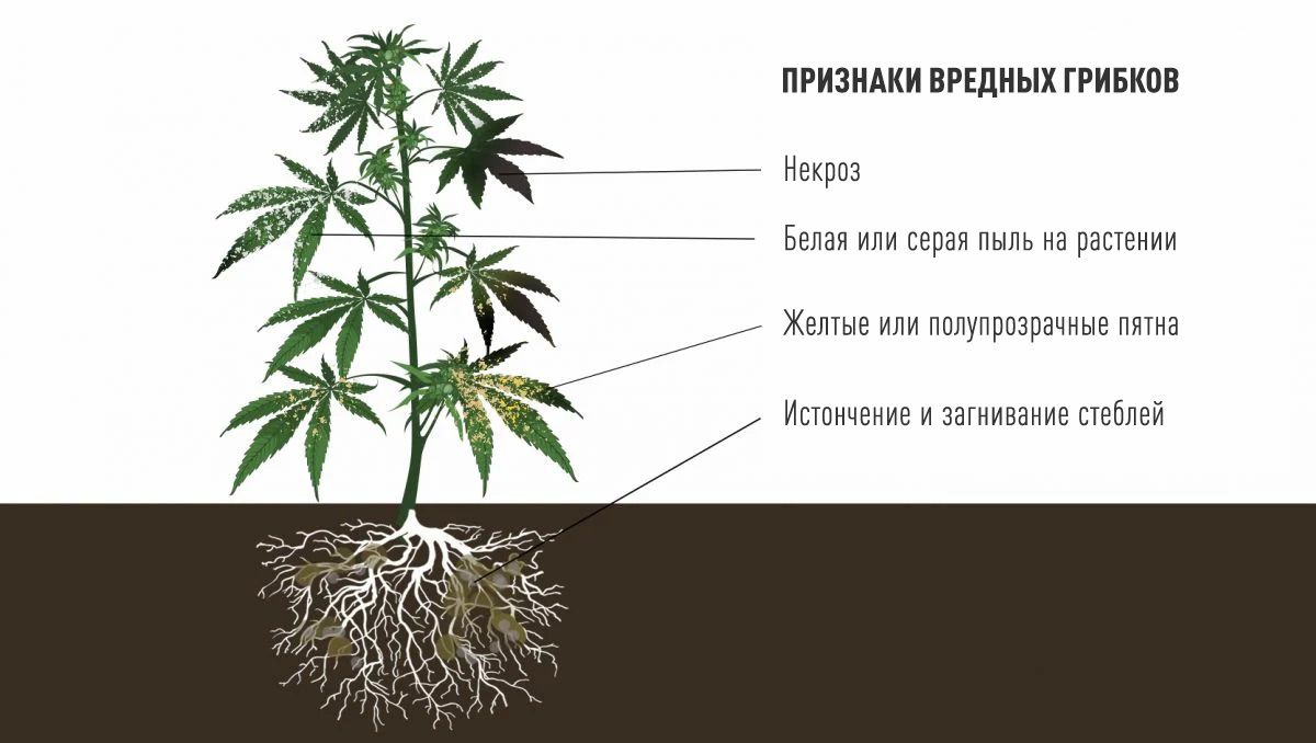 29699ff2f9df6819d07e642a54c83a21.jpg Benefits of microorganisms: signs of harmful fungi