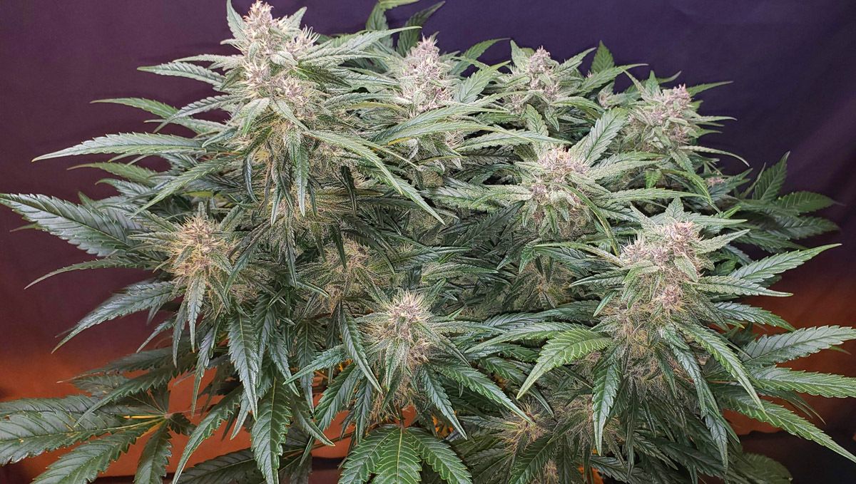 Strawberry Pie Auto Cannabis Strain Week-by-Week Guide: A very dense marijuana plant with chunky snow-white colas Strawberry Pie Auto Cannabis Strain Week-by-Week Guide: A very dense marijuana plant with chunky snow-white colas