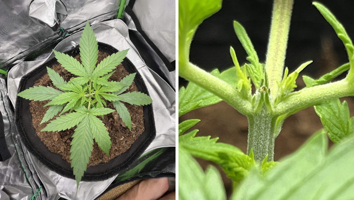 Amnesia Z Auto cannabis strain: early veg | week 2 | an autoflower topped above the 3d node Amnesia Z Auto cannabis strain: early veg | week 2 | an autoflower topped above the 3d node