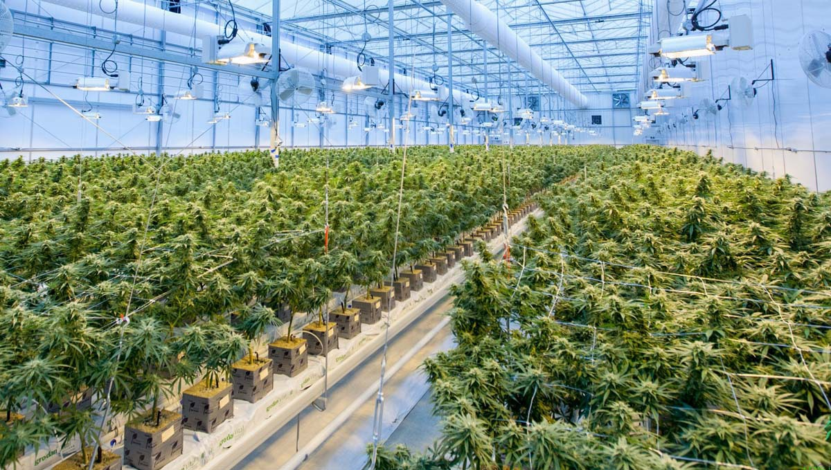 Germany: Incoming Government Discusses the Details of Cannabis Legalization: An immense greenhouse with glass roof and auxilliary lighting full of flowering cannabis plants
