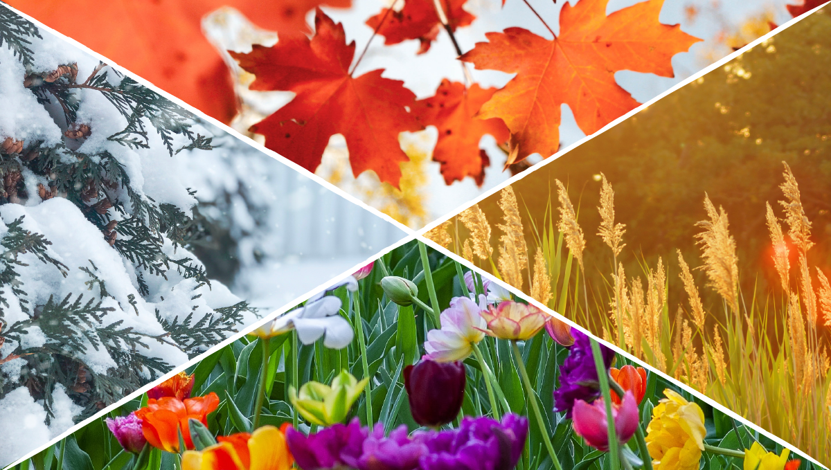 Lohnt es sich, Autoflower anzubauen? Die Jahreszeiten Lohnt es sich, Autoflower anzubauen? Die Jahreszeiten